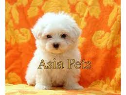 At quality doggie's, we consider happy, healthy dogs. Maltese Puppy Price In Delhi Maltese Puppy For Sale In Delhi Maltese Puppies For Sale Maltese Puppy Pitbull Puppies