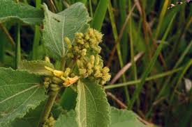 Image result for Triumfetta pilosa