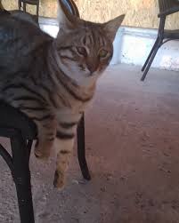 Sasi Gozlerini Sevdigimin Cocugu Seni Cat Cats Cutie Kitty Canim Kedi Catlovers Catlover Cat Lover