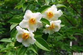 Eric gossler grew up in the gossler family farm and nursery. Hot Plant Stewartia An Ideal Small Tree A Way To Garden