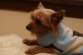 He loves to lay on your lap and just chill out! Sweaters For Yorkies Our Top 7 Picks All Things Yorkies