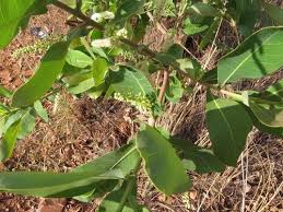 Image result for Terminalia brachystemma