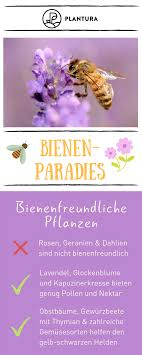10 Tipps Fur Ein Bienenparadies Im Eigenen Garten Plantura Bienenfreundliche Pflanzen Bienen Pflanzen