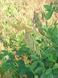 Image result for Crotalaria rhodesiae