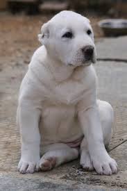 Ayrıca dünyanın en eski köpek ırkları arasında yer almakta olan bu tür oldukça köklü bir. Findet Ihr Die Hunderasse Alabai Auch Niedlch Tiere Hund Wohnung