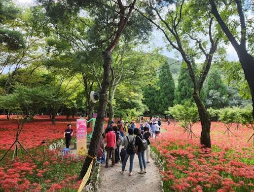영광불갑산상사화축제 照片 2