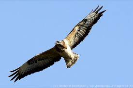 Circa 7.4 x 9.4 inches. Bussard Mausebussard Steckbrief Brutzeit Alter Bilder Referat Fur Kinder