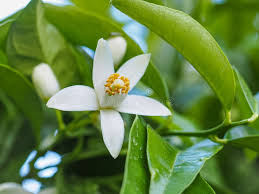 Image result for Citrus × aurantium