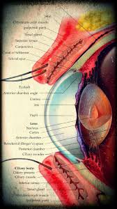 Eye Anatomy Preciosooooo Y Complejo Www Loptiqueoptometry Com Eye Anatomy Medical Knowledge Human Anatomy And Physiology