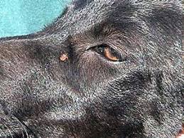 Your veterinarian can conduct tests to try to determine if your dog has the disease and prescribe antibiotic treatment if needed. What To Do If There Is A Tick On Your Dog Housemydog Blog