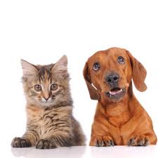 We are committed to ensuring that your pet receives affordable quality attention with the best customer. Arlington Dog And Cat Hospital 857 Passaic Avenue Kearny New Jersey