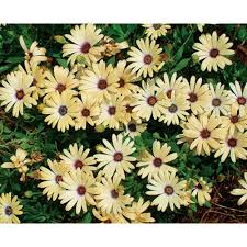 Osteospermum is a magnificent perennial with flowers that are just as. Crescendo Primrose African Daisy Finegardening