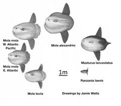 Select your sail from the options on the right. Species And Distribution Ocean Sunfish