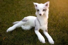 Handmade Poseable Wolf Art Doll Patreon By Kaypeacreations Art Doll Tutorial Art Dolls Diy Art Dolls