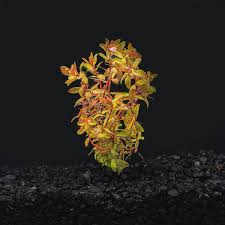 Image result for Nesaea aspera