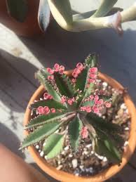 Kalanchoe Daigremontiana Pink Butterflies Planting Succulents Plants Cactus And Succulents