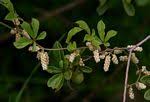 Image result for Dioscorea quartiniana