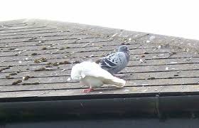 Pigeons like to land, roost, nest, and make a mess of your roof and they're not easy to get rid of. Pigeon Poo Clean Adelaide O Shea S