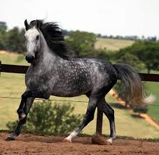 We did not find results for: Dapple Grey Dapple Grey Horses Horses Grey Horse