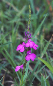 Image result for Striga hallaei