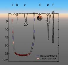Hier findest du viele interessante steckbriefe über die verschiedensten tiere unserer erde. Lebensraum Sandwatt Okologie Der Kuste