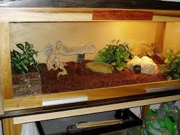 Pin On Ball Pythons