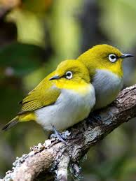 White Birds With Yellow Feathers On Head Pin On White Eyes