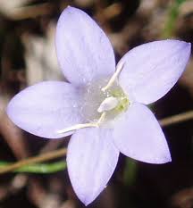 Image result for Wahlenbergia capitata
