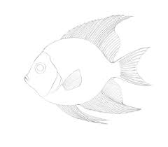 How To Draw A Tropical Fish We haven't colored our koi fish yet, but we're planning to soon.