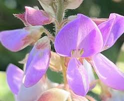 Image result for Desmodium incanum