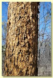 Image result for Xerophyta scabrida