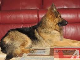 Black And Red German Shepherd Puppies For Sale In Ohio Beautiful Akc Black Red Long Hair German Shepherd Puppies For Sale German Shepard Puppies German Shepherd Puppies Puppies