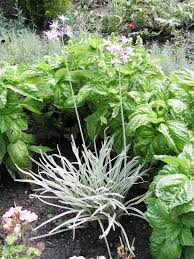 Image result for Tulbaghia fragrans