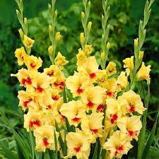 Gladiolus Bulb Plant At Rs 200 Piece Gladiolus Bulbs Id 14788064888