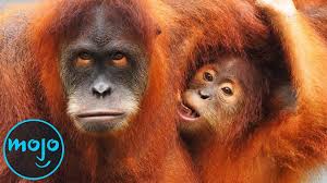 If the animals responsible for seed dispersion or the insects responsible for pollination become extinct, the plants they serve will become sterile and die off as well. 10 Animals That Are Close To Going Extinct Youtube