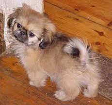 Jovial teacup puppies farm offers luxury, one in a million puppies of the highest quality and standards. Pekingese For Sale Near Me Off 59 Www Usushimd Com