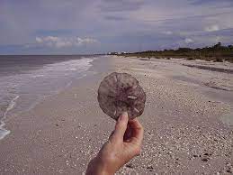 Barefoot Beach Second Best Beach In America Is Wild Wonderful Florida Rambler South Beach Florida Barefoot Beach Florida Beaches
