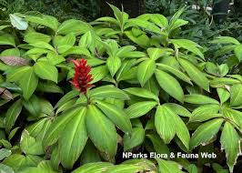 Image result for Costus phyllocephalus