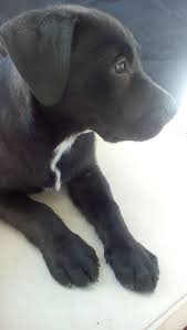 Reddit Meet My New 10 Week Old Labrabull Reese Http Bit Ly 2zasgy5 Dog Aesthetic Cute Dogs Cute Animals