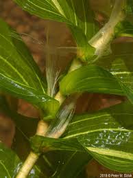 Image result for Potamogeton richardii