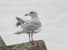 Image result for Glinus hirtus