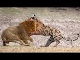 Tiger Vs Lion Who Are The Strongest Tierisch