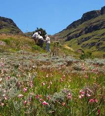 Image result for Brachycorythis inhambanensis