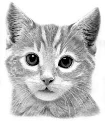 Sticker decoration animal chaton chat qui leve la patte 20x32 cm marron chat022. 1001 Exemples Et Tutoriels Comment Dessiner Un Chat Kitten Art Kitten Drawing Cats Illustration