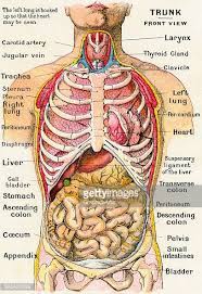 Explore the anatomy systems of the human body! Vintage Anatomical Study Of The Human Torso Frontal View Showing The Picture Id566420699 407 594 Human Anatomy Picture Human Body Anatomy Body Anatomy