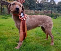 Image result for štýrský brakýř