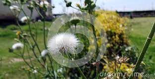 Focused White Dandelion Flower With Other Dandelion In Background In Garden White Dandelion Flowers Dandelion Flower