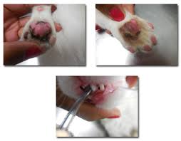 They most commonly present on the upper lip but can also occur on the bottom lip, tongue. Brooklyn Vet Groups Veterinay Clinic In New York