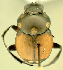 Image result for Canthium bugoyense