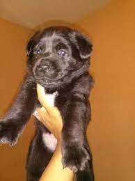 See more of craigslist tulsa on facebook. Craigslist Dogstulsa Clistdogstulsa Twitter